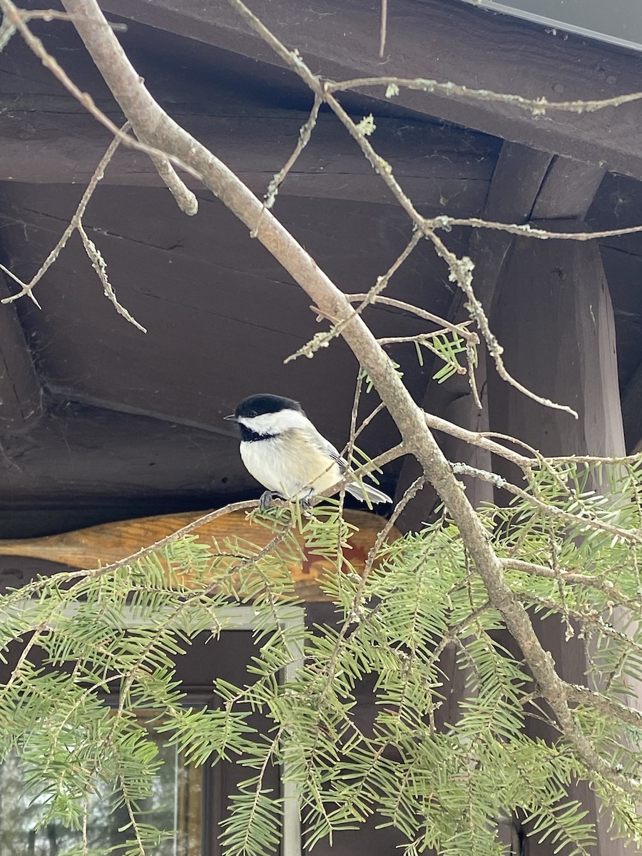 Black-capped Chickadee - ML631113053