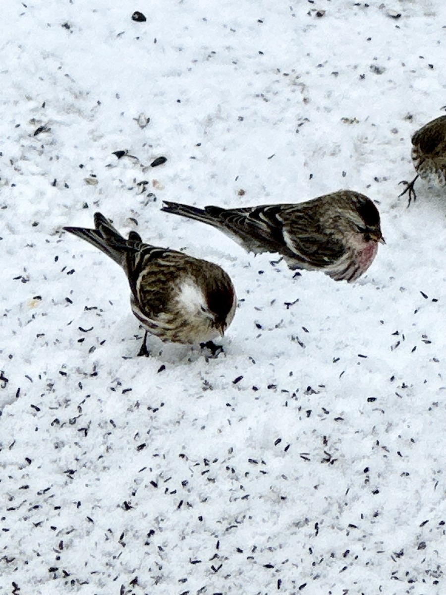 Redpoll - ML631113109