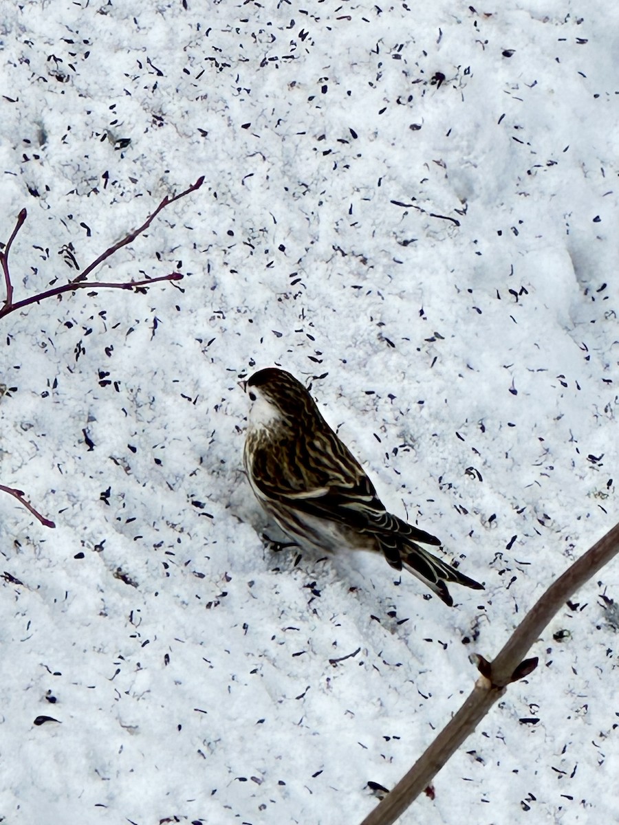 Redpoll - ML631113110