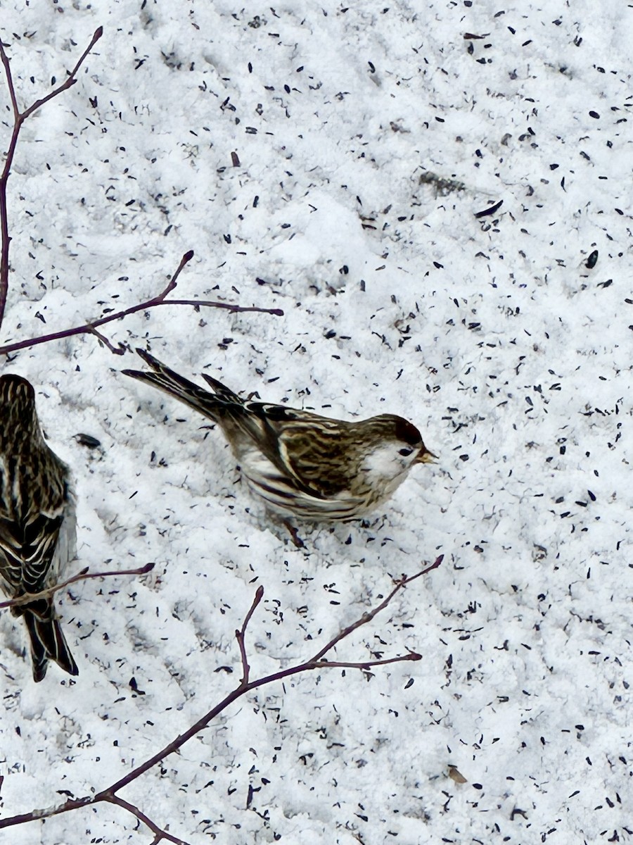 Redpoll - ML631113111