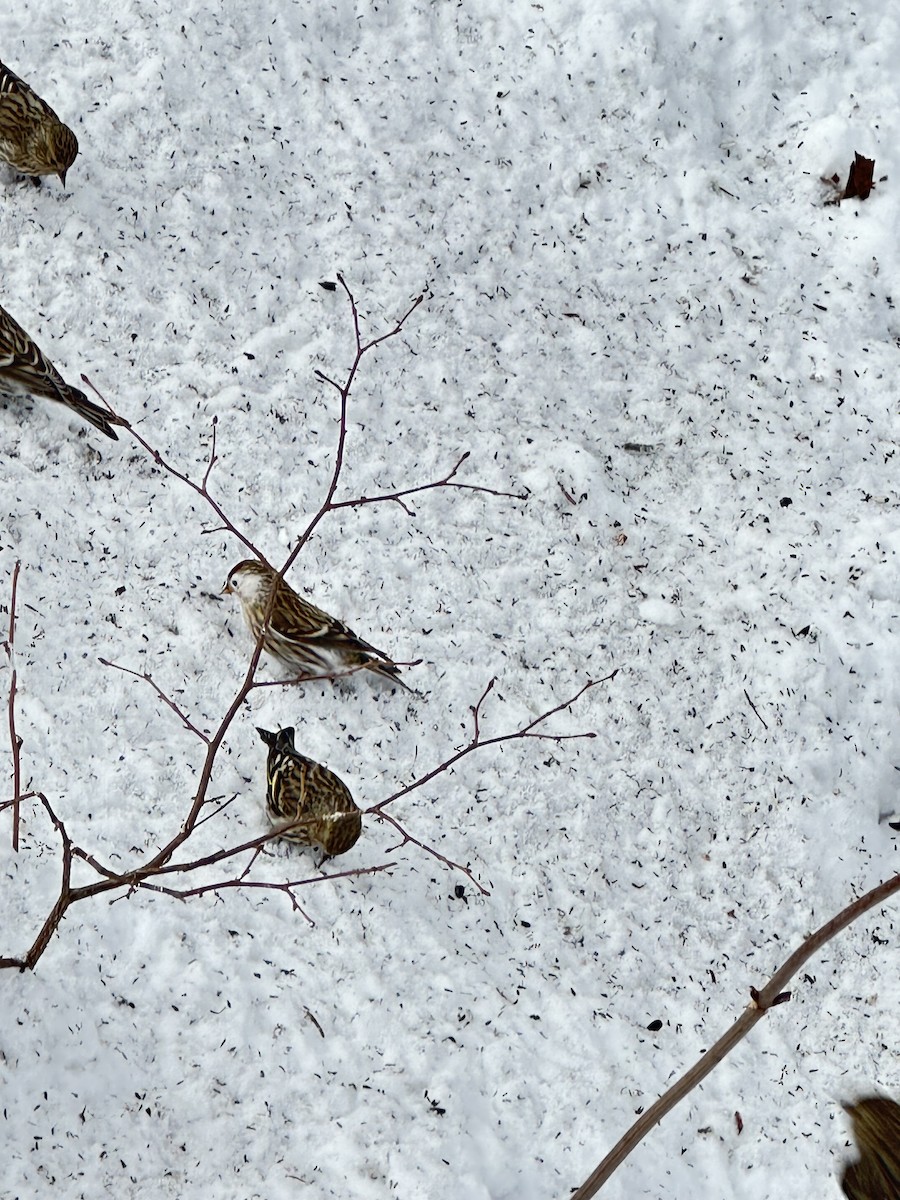 Redpoll - ML631113112