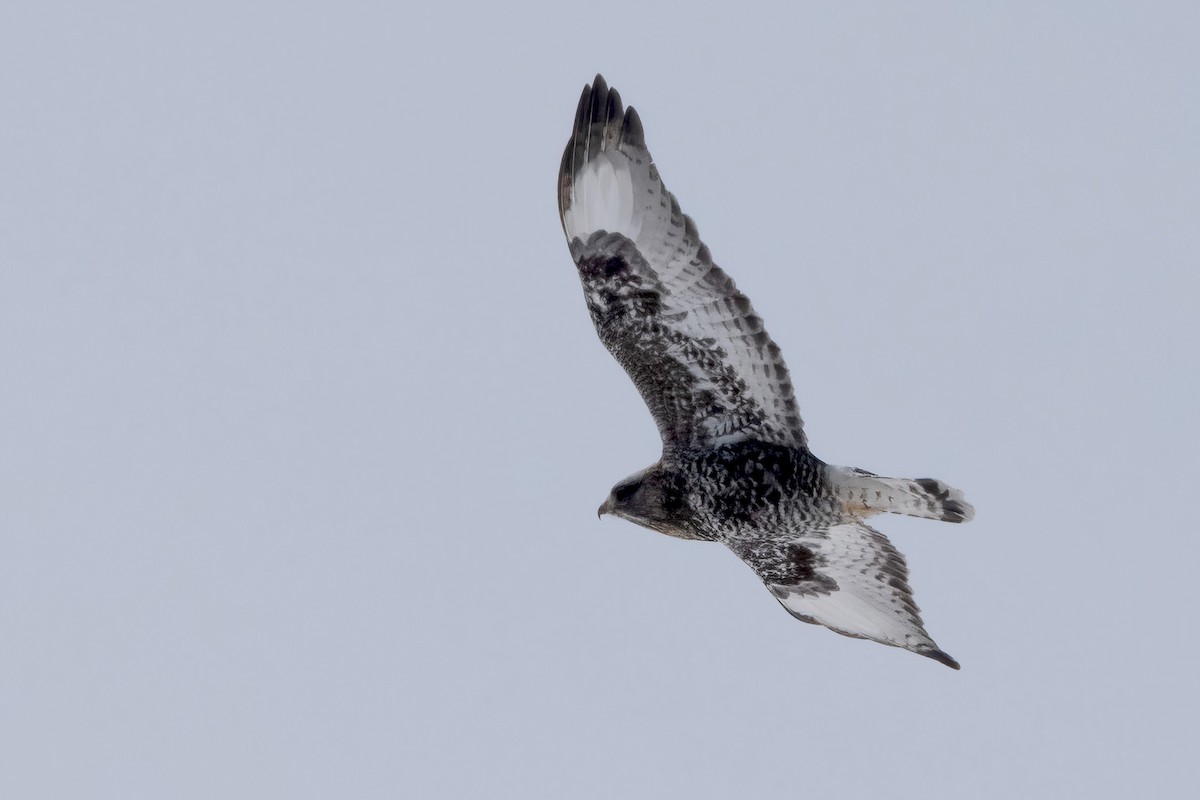 Rough-legged Hawk - Sue Barth