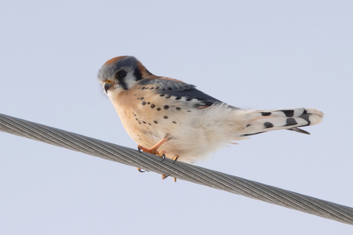 American Kestrel - Sue Barth