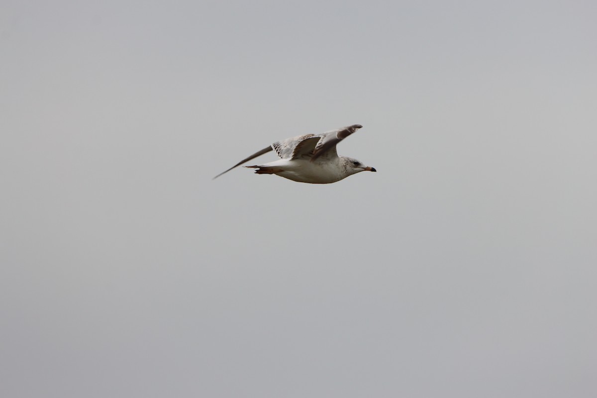 Ring-billed Gull - ML631113387