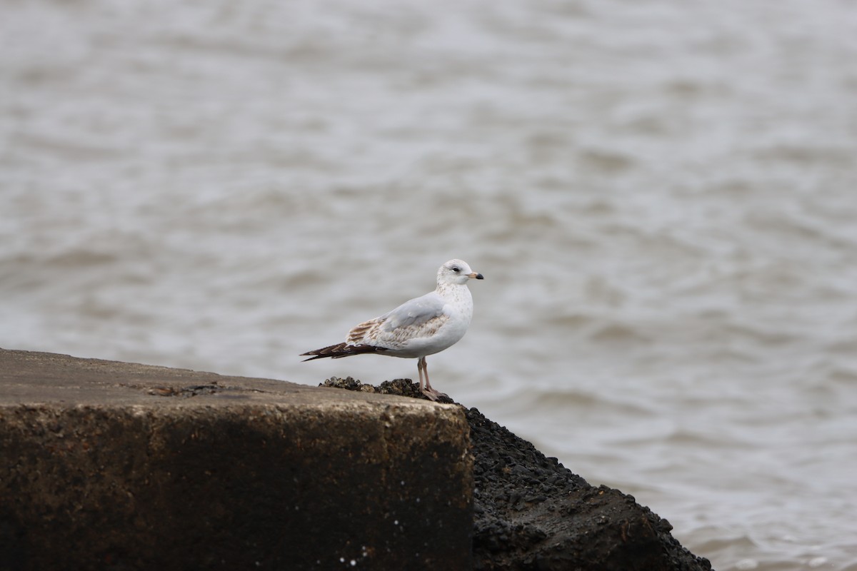 Ring-billed Gull - ML631113388