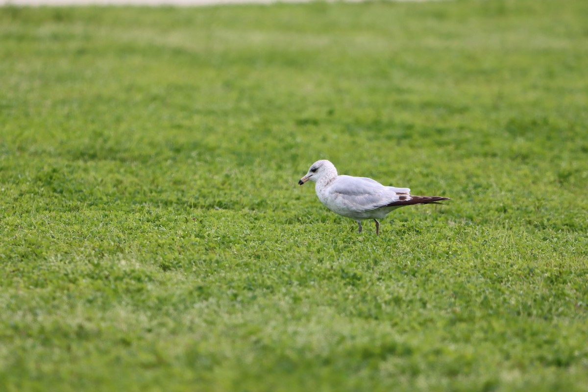 Ring-billed Gull - ML631113390