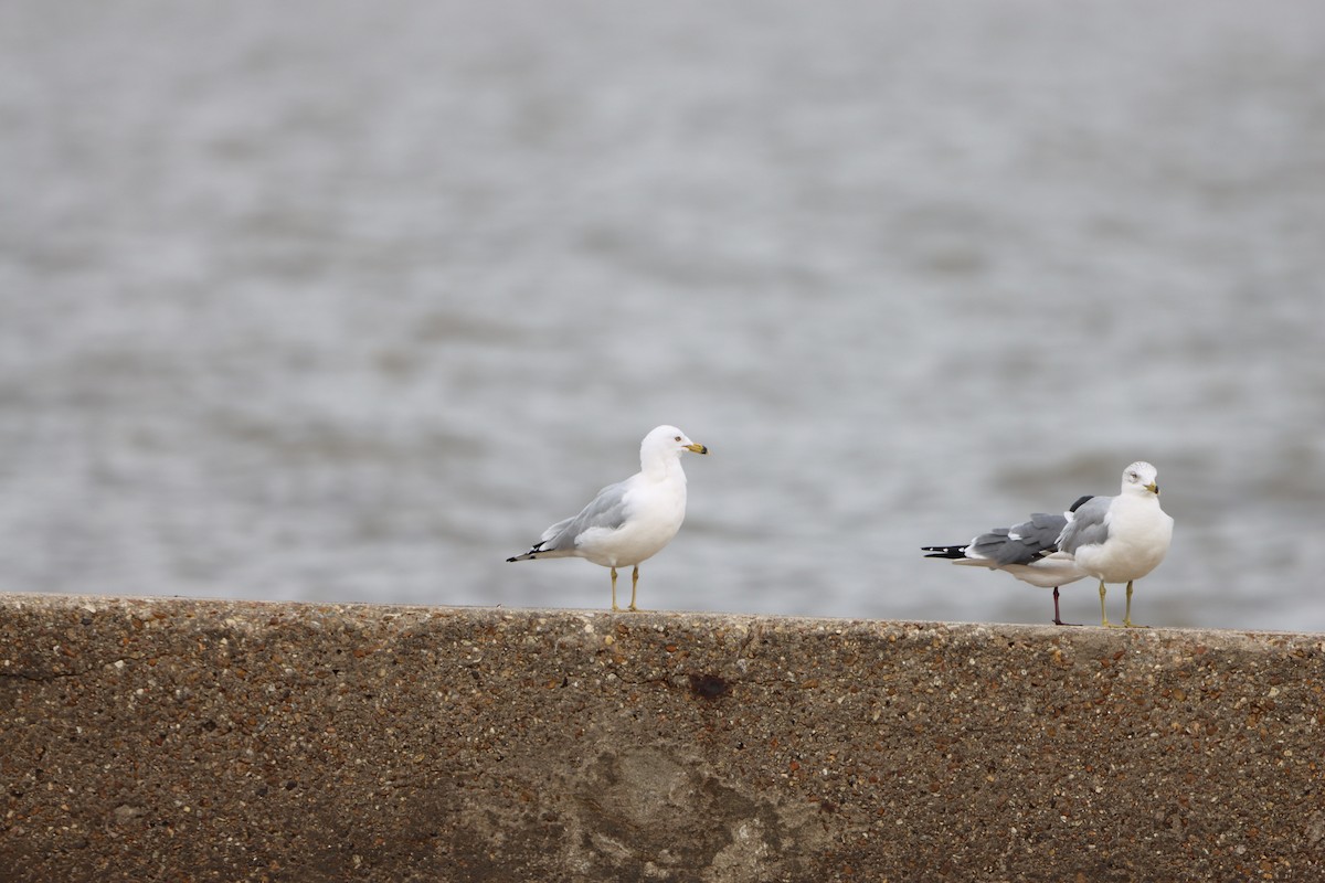 Ring-billed Gull - ML631113391