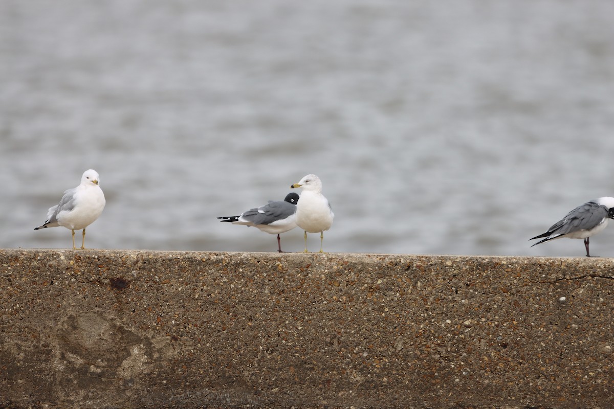 Ring-billed Gull - ML631113392
