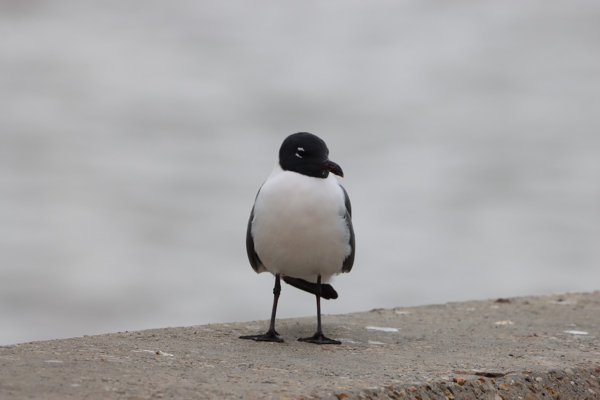 Laughing Gull - ML631113408
