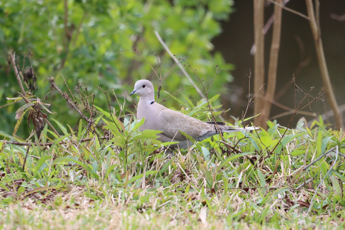 Eurasian Collared-Dove - ML631113417