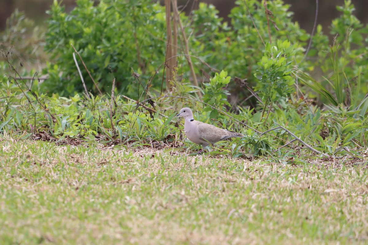 Eurasian Collared-Dove - ML631113418