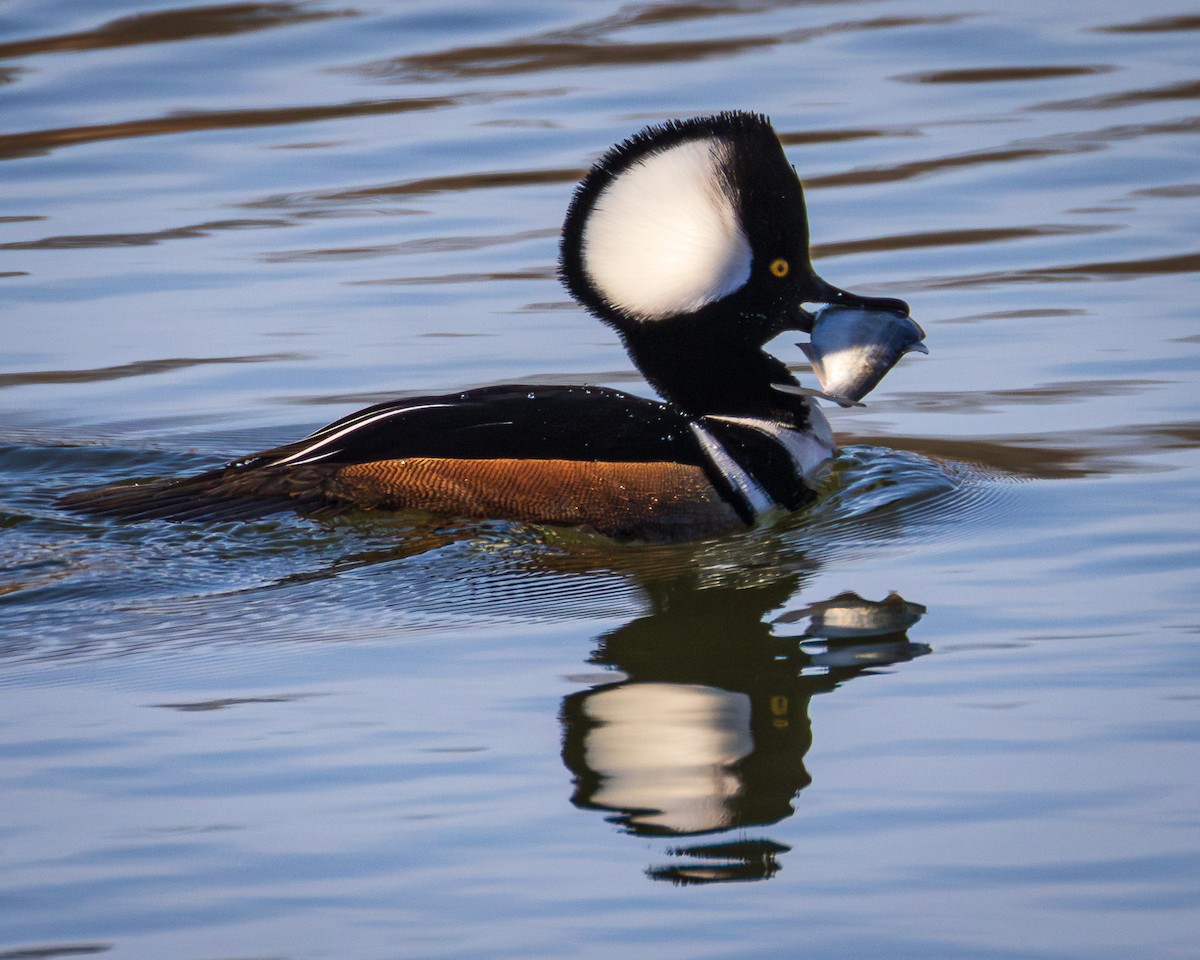 Hooded Merganser - ML631113438