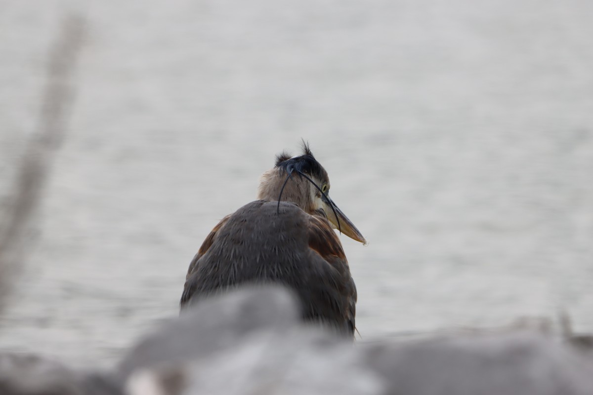 Great Blue Heron - ML631113441