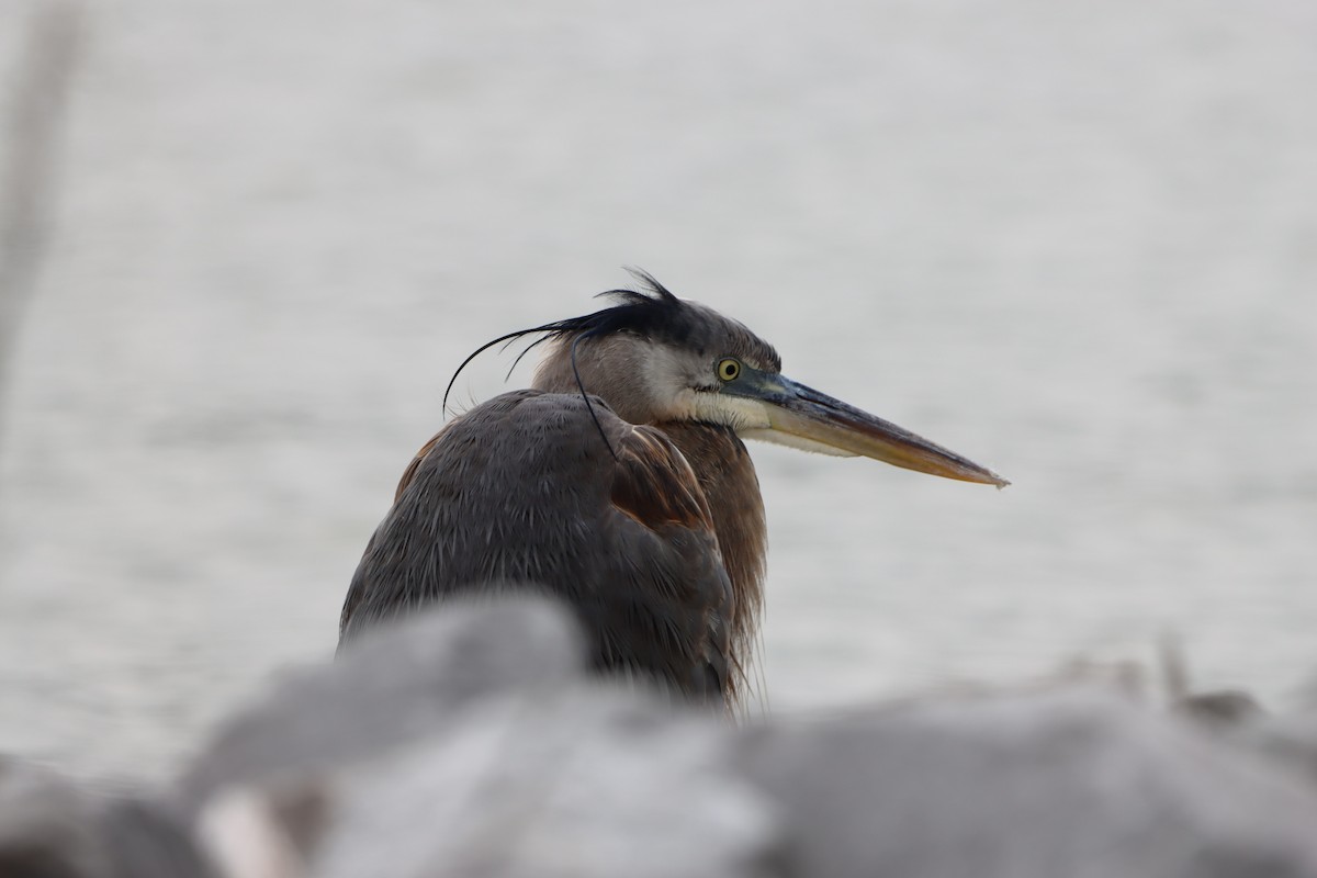 Great Blue Heron - ML631113442