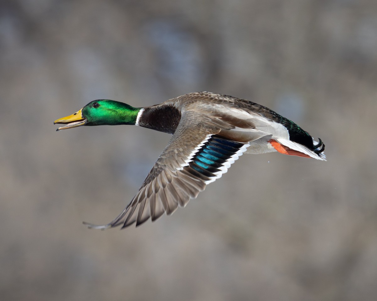 Mallard - ML631113460