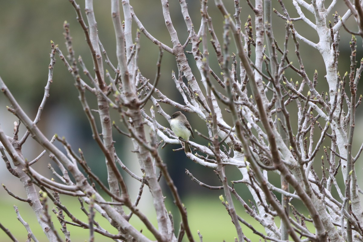 Eastern Phoebe - ML631113461