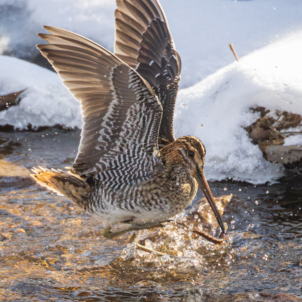 Wilson's Snipe - ML631113479