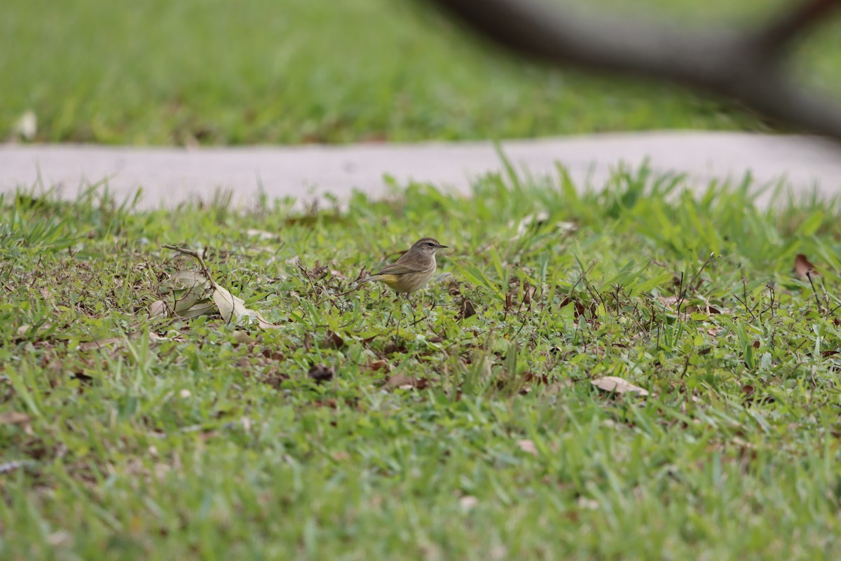 Palm Warbler - ML631113483