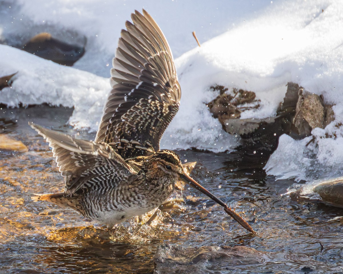 Wilson's Snipe - ML631113487