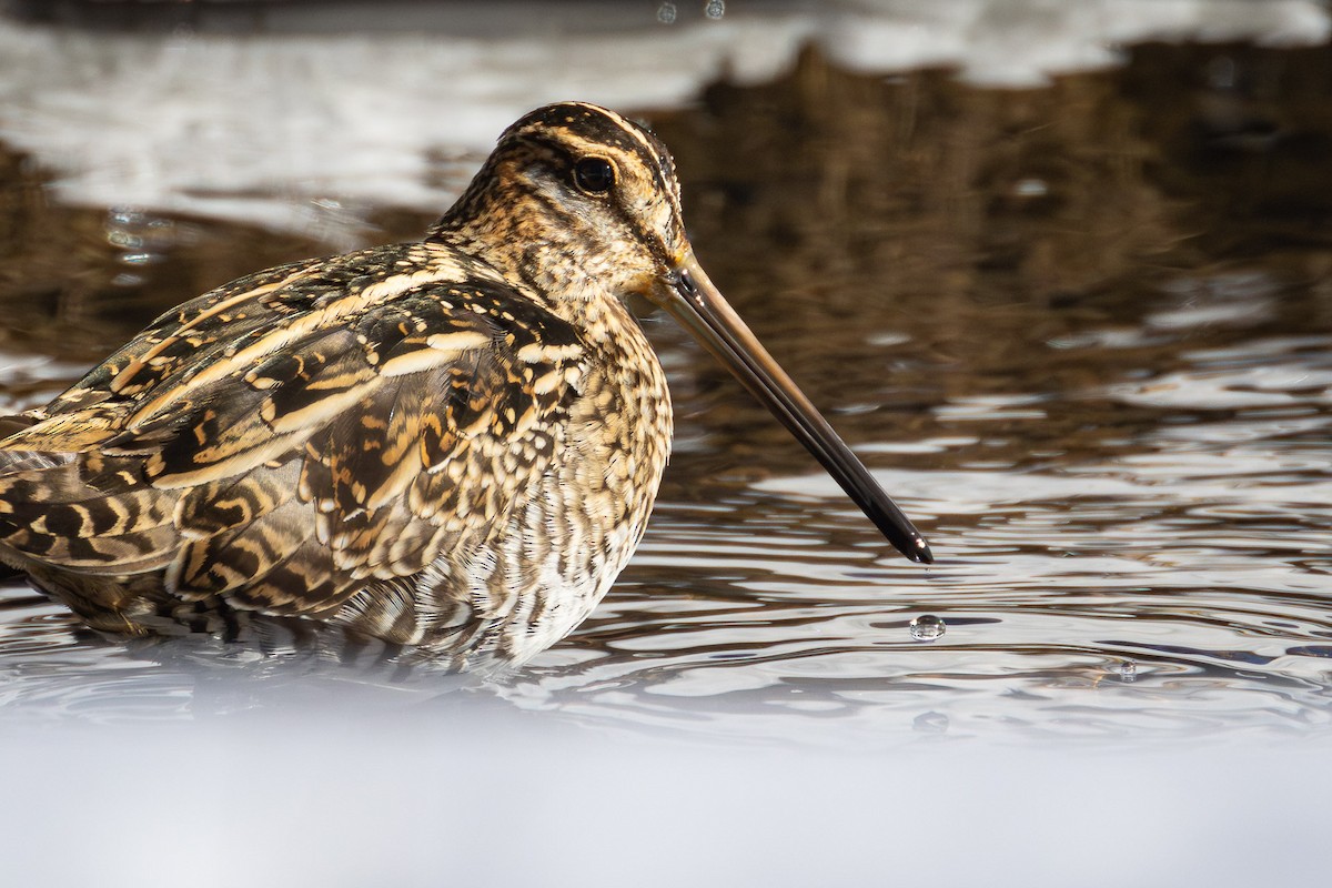 Wilson's Snipe - ML631113491