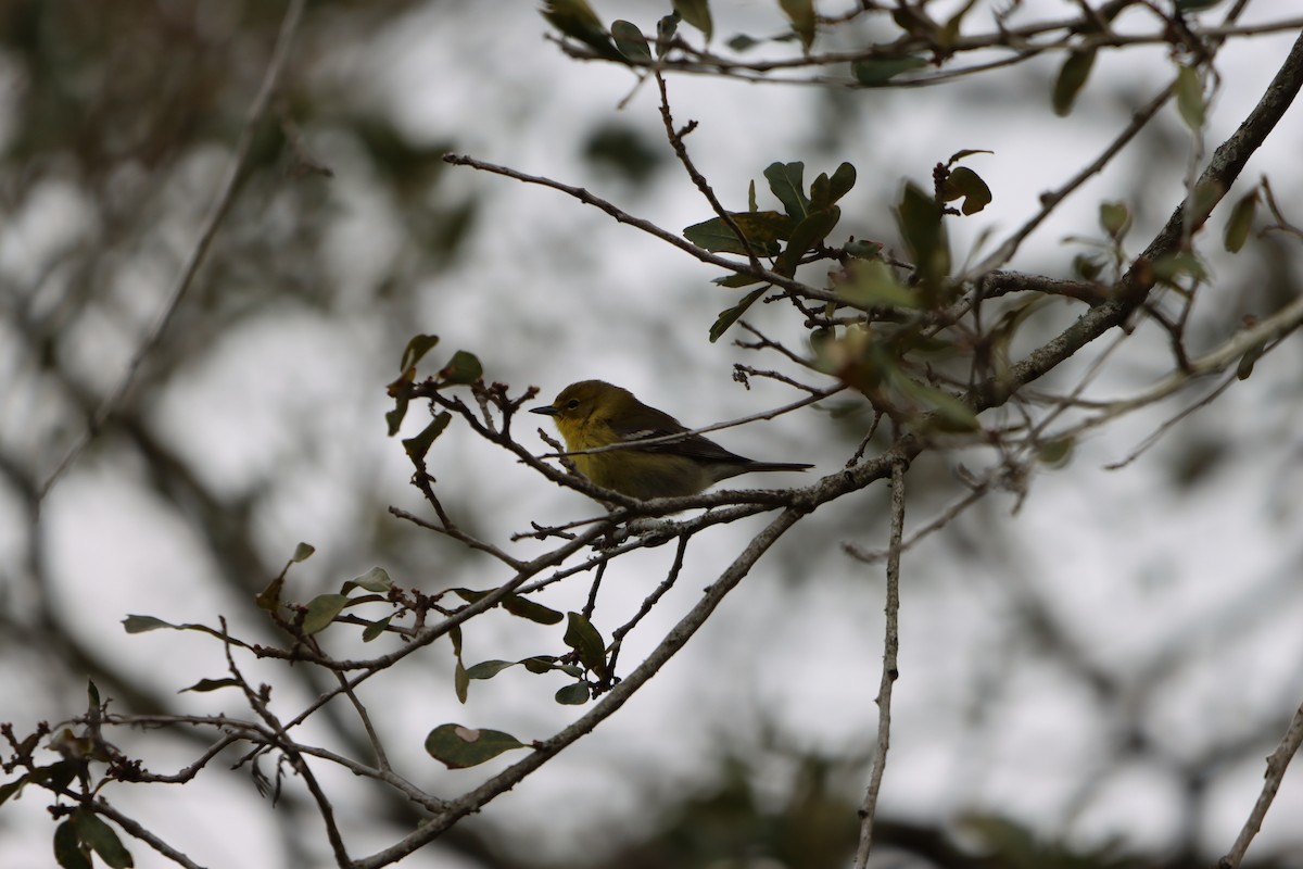 Pine Warbler - ML631113513