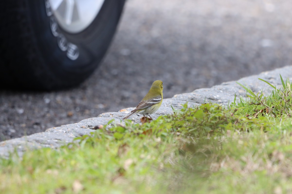 Pine Warbler - ML631113514