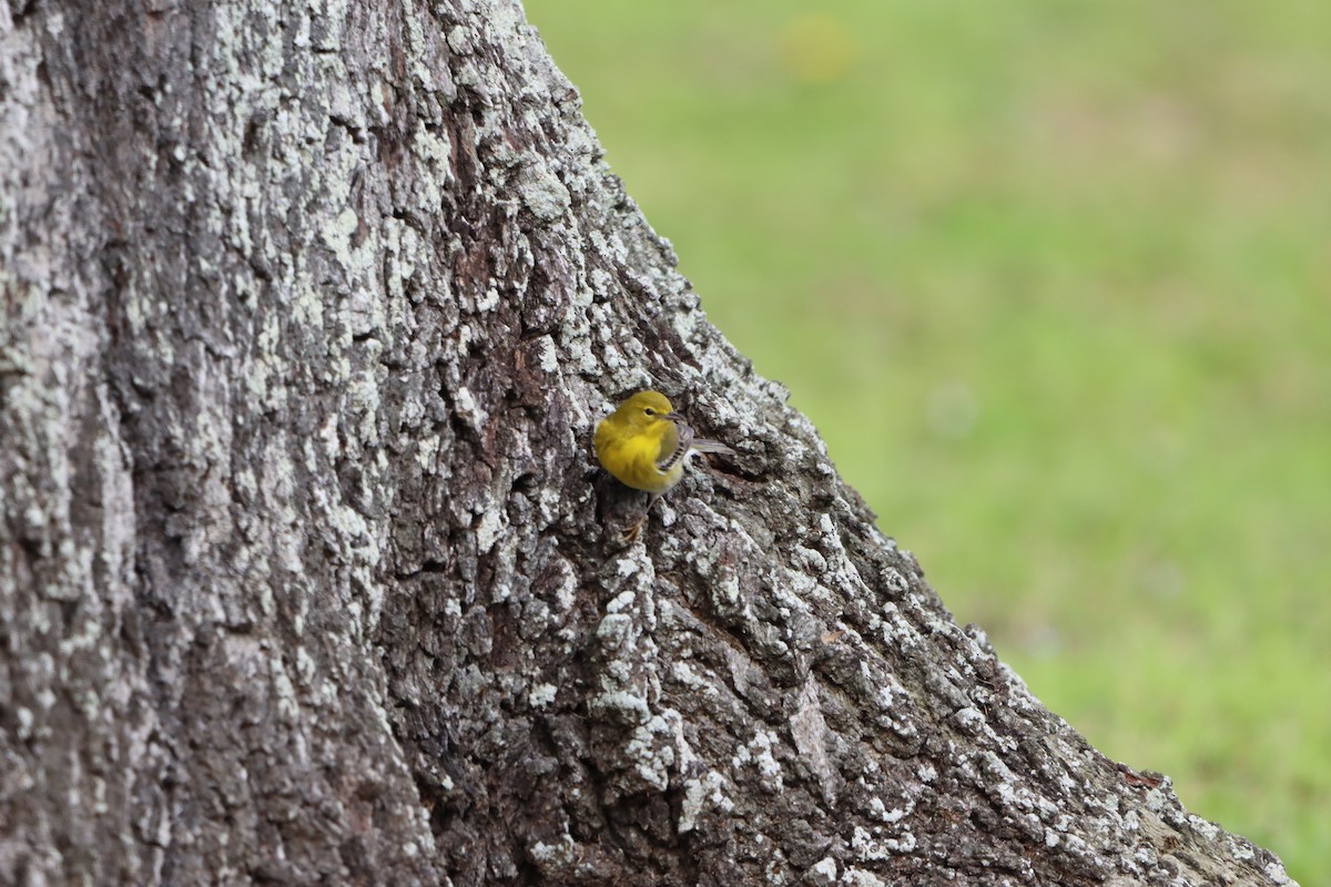 Pine Warbler - ML631113515