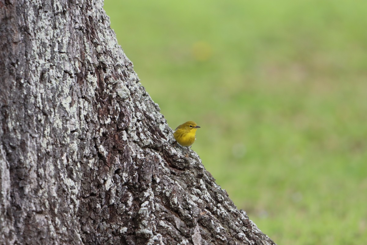 Pine Warbler - ML631113516