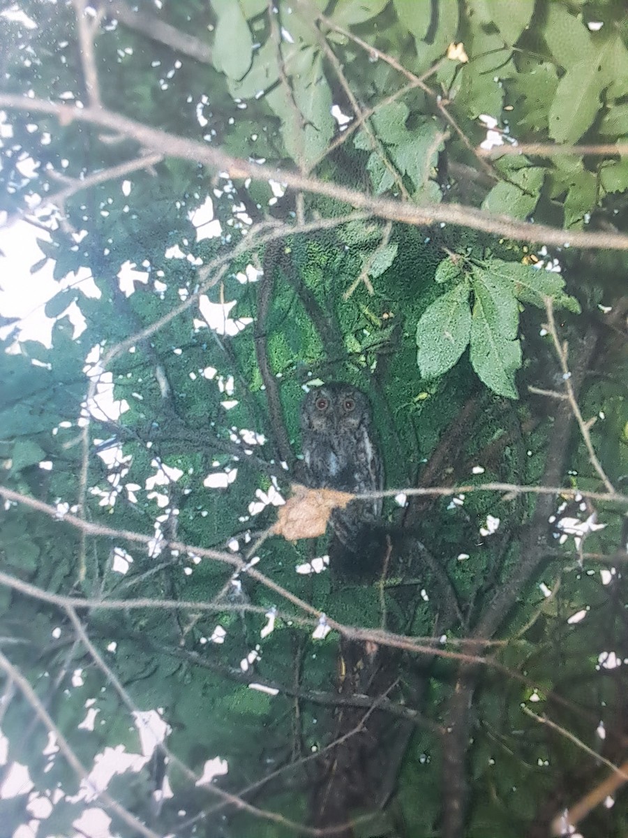 Eastern Screech-Owl - ML631113562