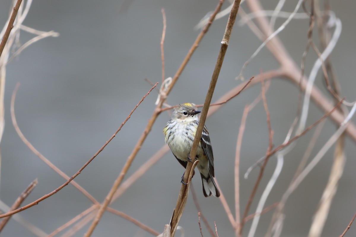 Yellow-rumped Warbler (Myrtle) - ML631113633