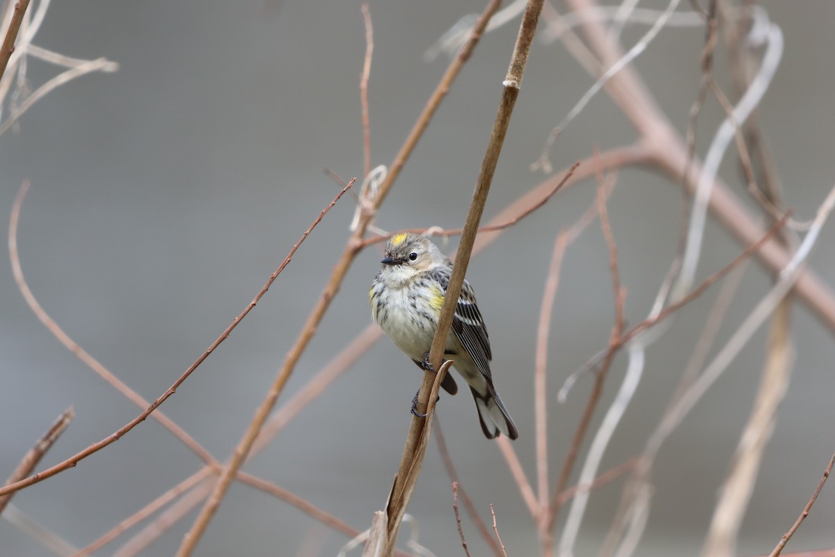 Yellow-rumped Warbler (Myrtle) - ML631113634