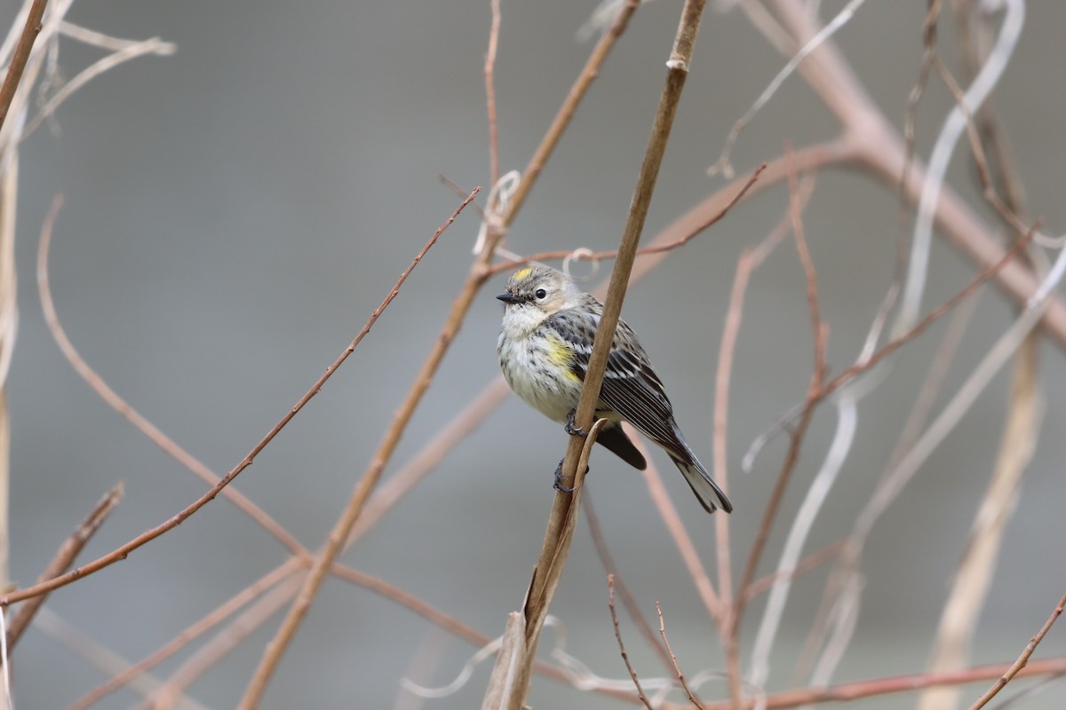 Yellow-rumped Warbler (Myrtle) - ML631113635