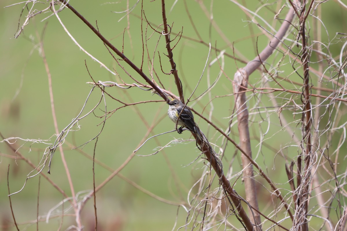 Yellow-rumped Warbler (Myrtle) - ML631113636