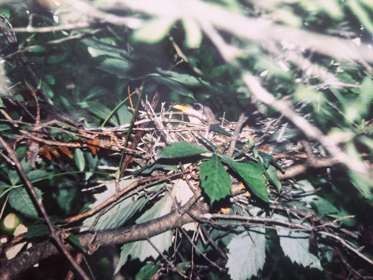 Yellow-billed Cuckoo - ML631113727