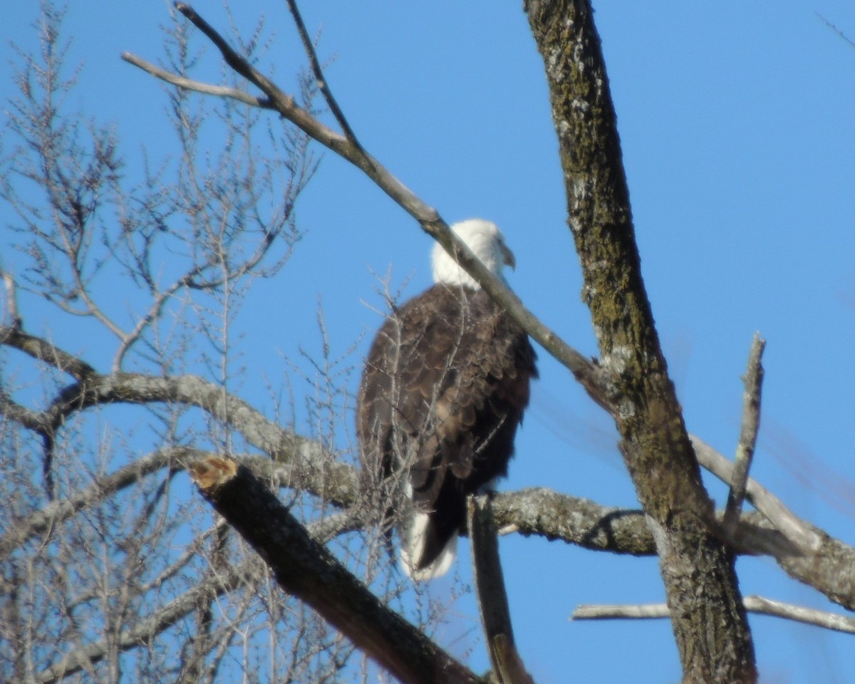 Bald Eagle - ML631113756