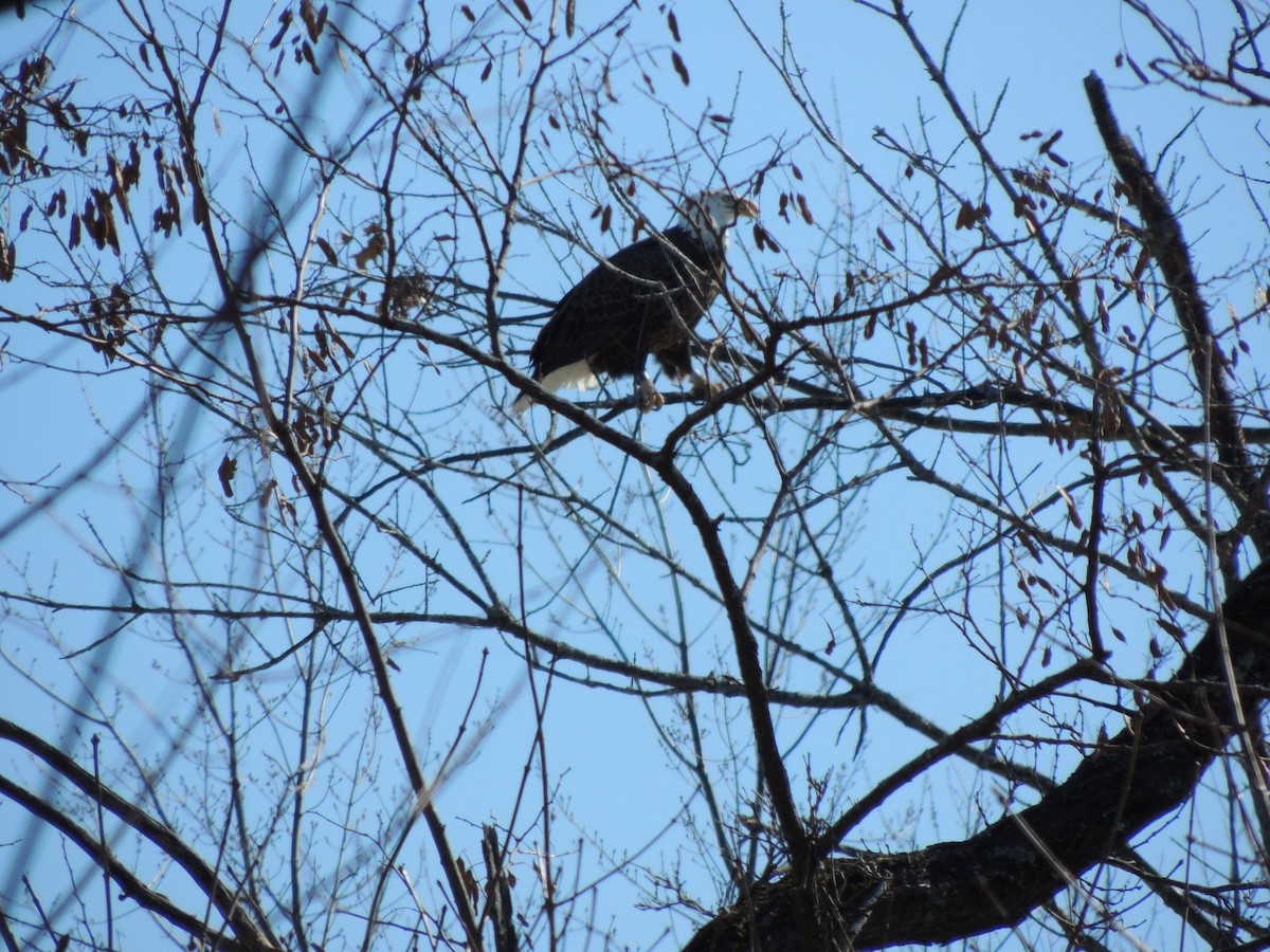 Bald Eagle - ML631113757