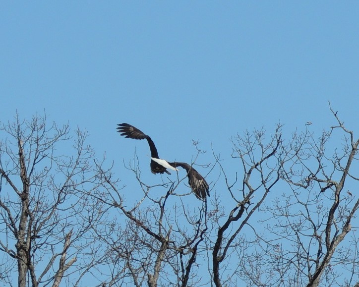Bald Eagle - ML631113758