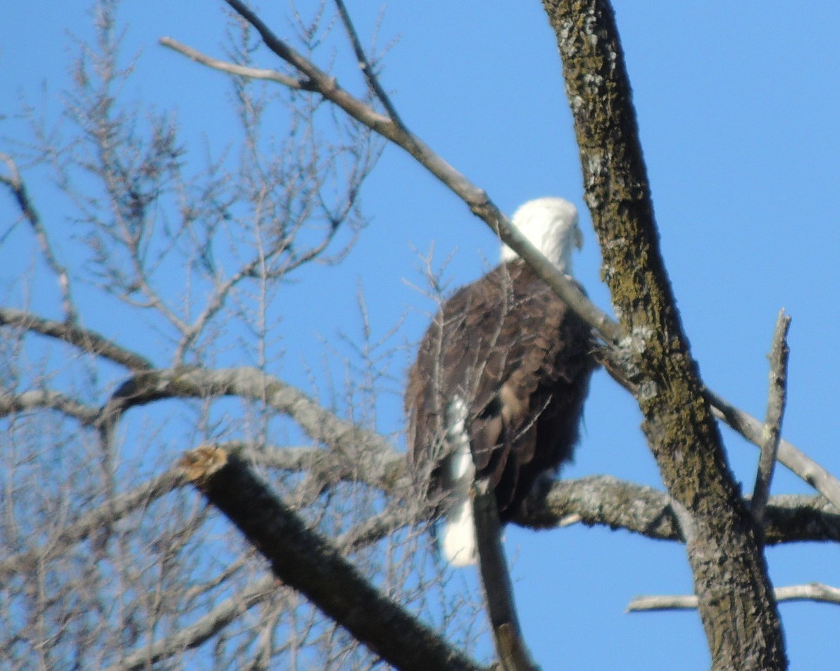 Bald Eagle - ML631113759
