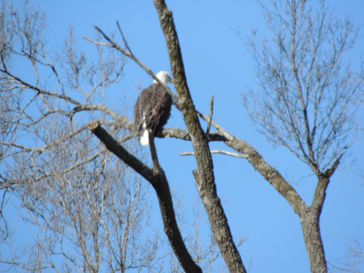 Bald Eagle - ML631113760