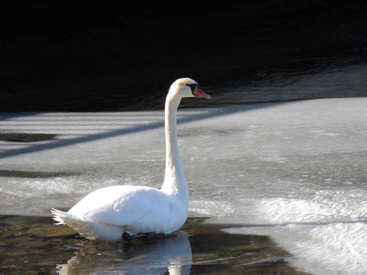 Mute Swan - ML631113791