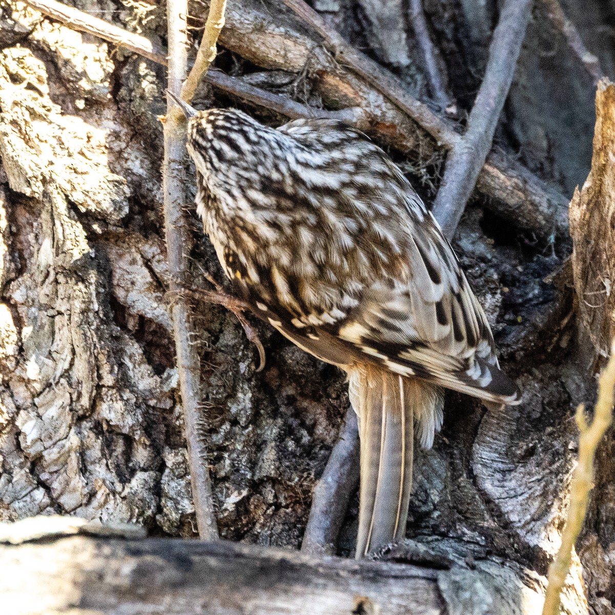 Brown Creeper - ML631113808