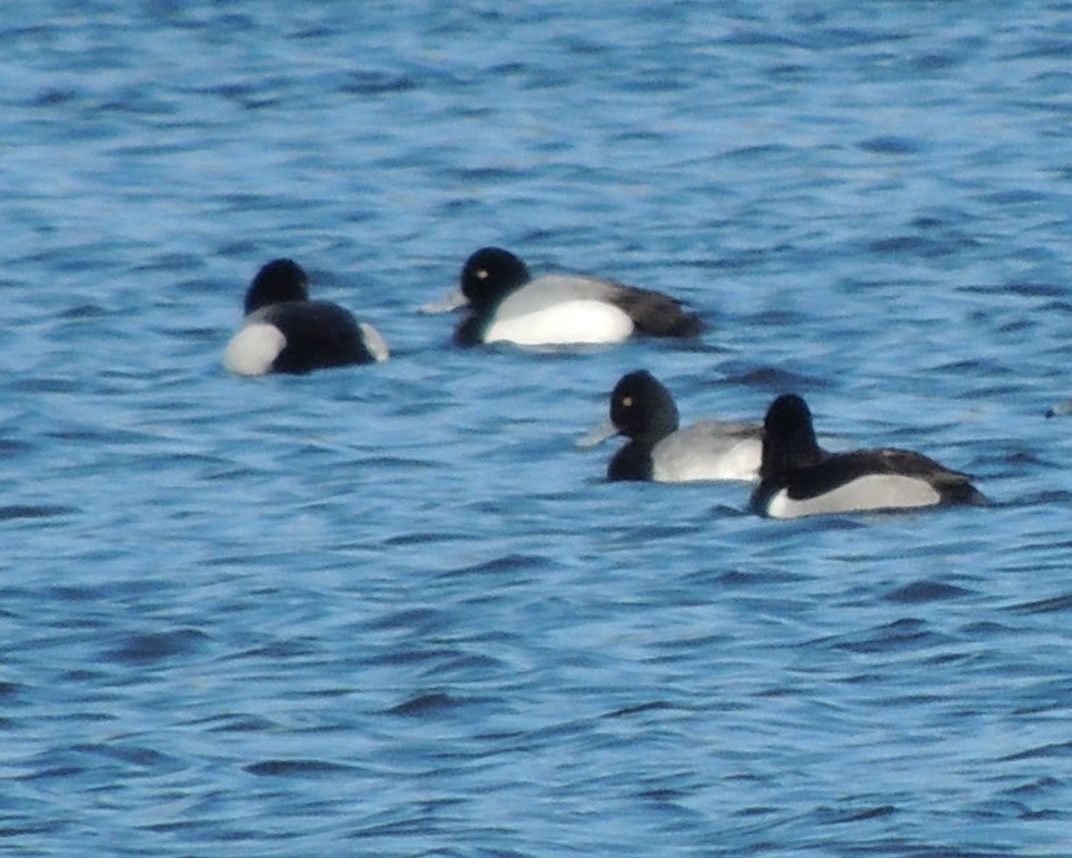 Greater Scaup - ML631113830