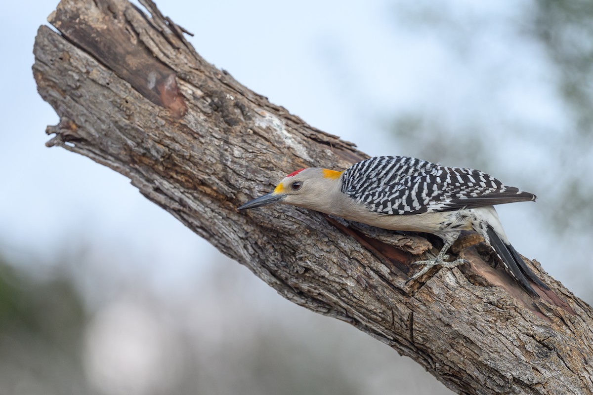 Altın Alınlı Ağaçkakan - ML631113893