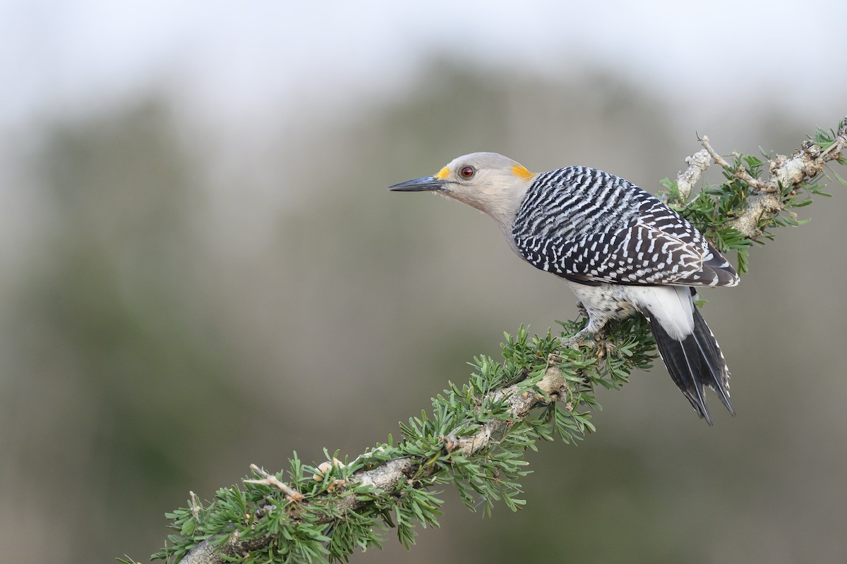 Altın Alınlı Ağaçkakan - ML631113894