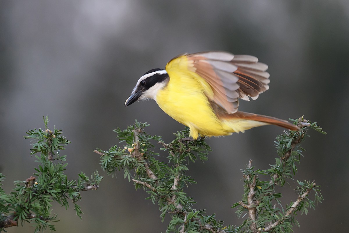 Büyük Kiskadi Tiranı - ML631113904