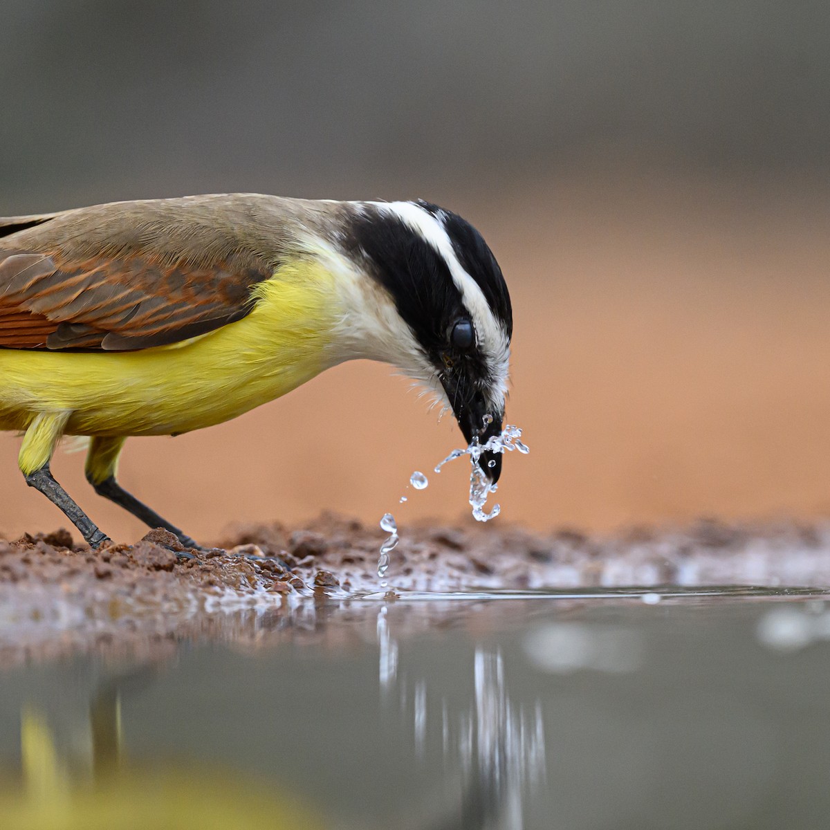 Büyük Kiskadi Tiranı - ML631113905