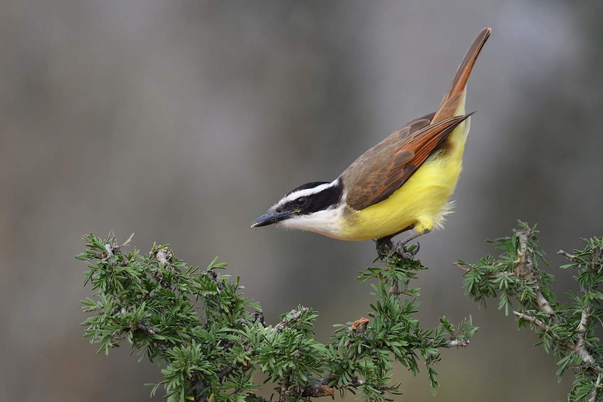 Büyük Kiskadi Tiranı - ML631113906