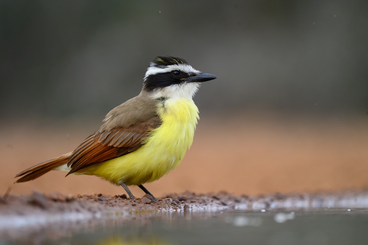 Büyük Kiskadi Tiranı - ML631113907