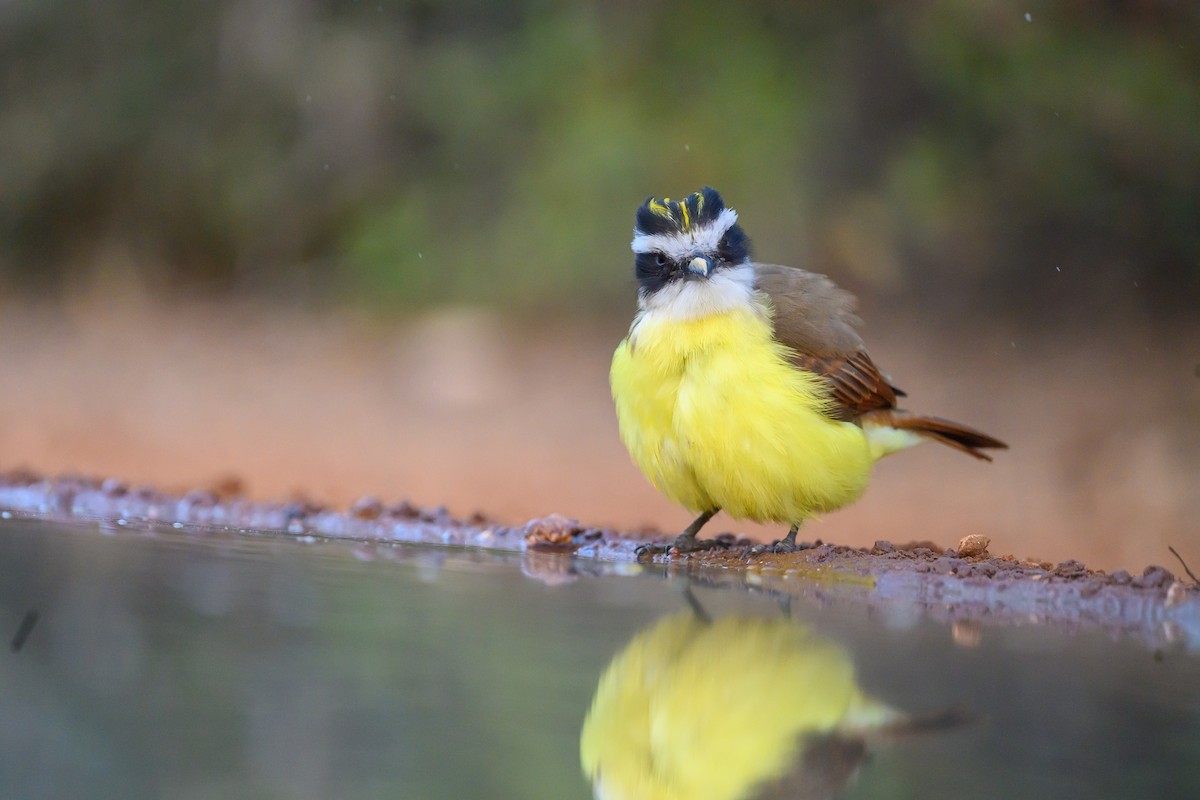 Büyük Kiskadi Tiranı - ML631113908