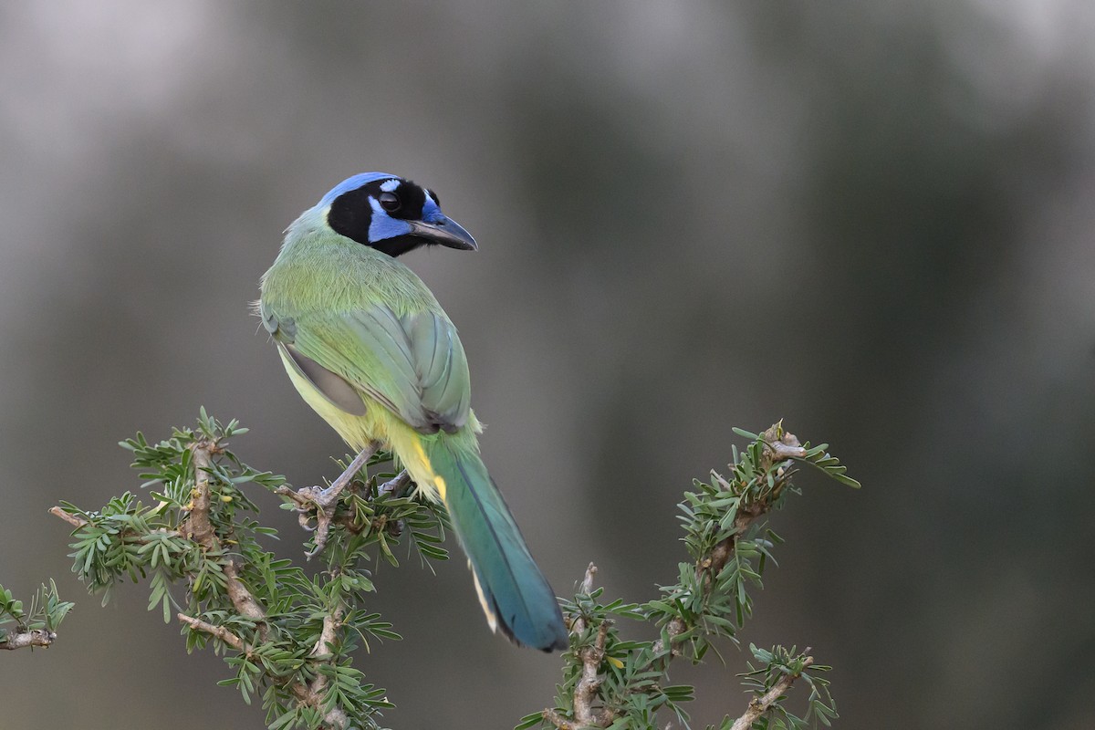 Yeşil Karga - ML631113913